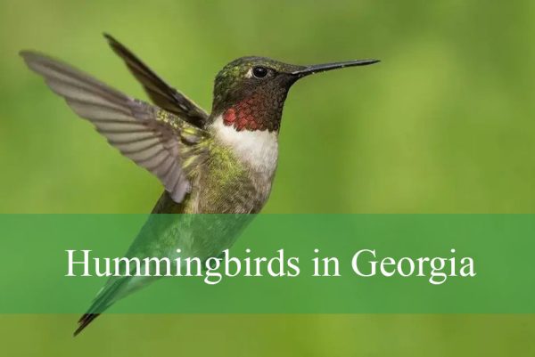Hummingbirds in Georgia