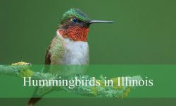 8 Types of Hummingbirds in Illinois (Pictures and Identification)
