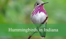 7 Hummingbirds in Indiana (With Pictures and Identification)