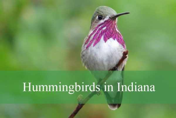 Hummingbirds in Indiana