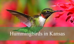 10 Types of Hummingbirds in Kansas (Pictures and Identification)
