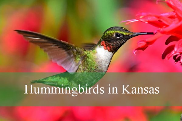 Hummingbirds in Kansas