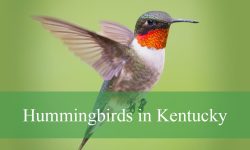 6 Types of Hummingbirds in Kentucky (Pictures and Identification)