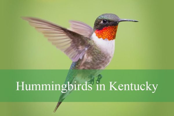 Hummingbirds in Kentucky