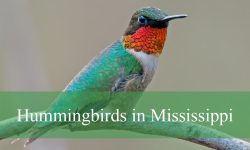 11 Hummingbirds in Mississippi (With Pictures and Identification)
