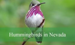 10 Hummingbirds in Nevada (With Pictures and Identification)