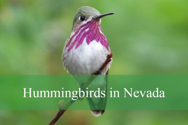 Hummingbirds in Nevada