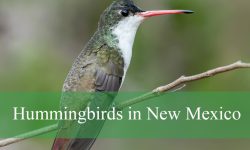 20 Hummingbirds in New Mexico (With Pictures and Identification)