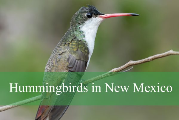 Hummingbirds in New Mexico