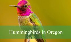 8 Hummingbirds in Oregon (With Pictures and Identification)