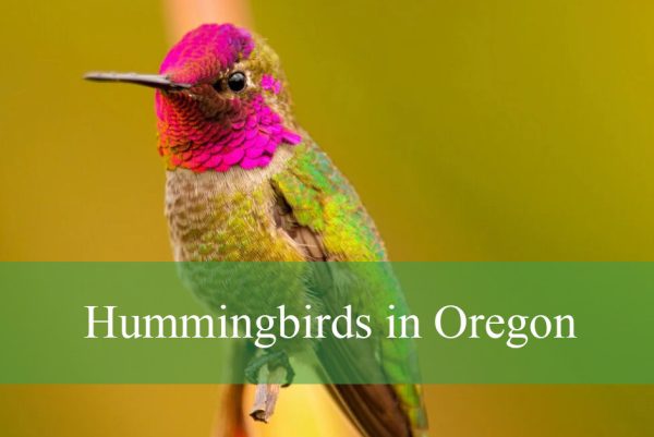 Hummingbirds in Oregon
