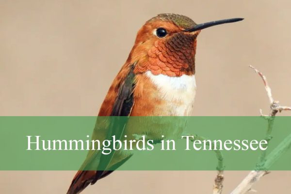 Hummingbirds in Tennessee