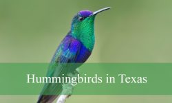 19 Hummingbirds in Texas (With Pictures and Identification)
