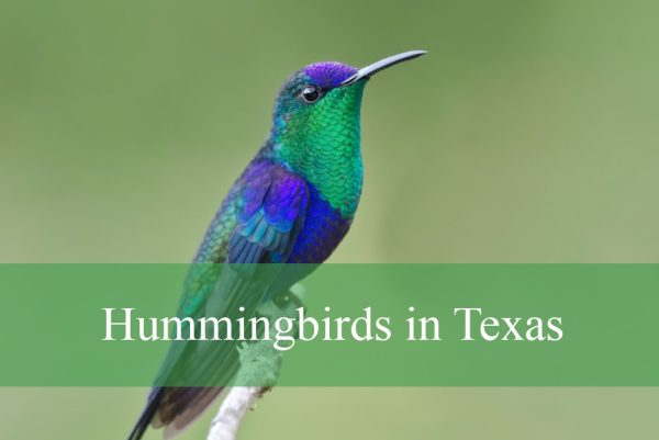 Hummingbirds in Texas