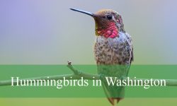 8 Hummingbirds in Washington State (Pictures and Identification)