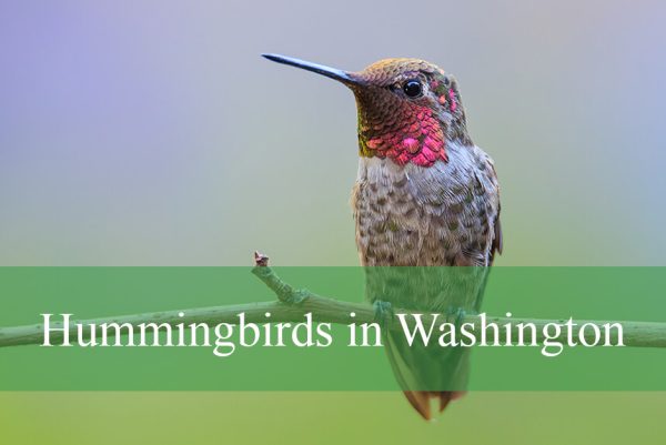 Hummingbirds in Washington State