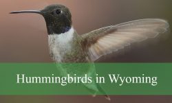 7 Hummingbirds in Wyoming (With Pictures and Identification)