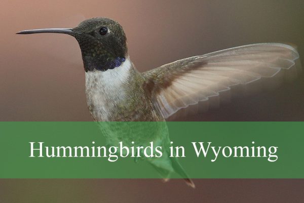 Hummingbirds in Wyoming