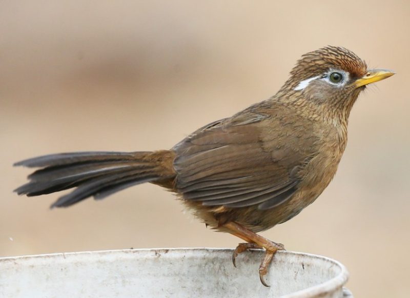 Common Birds in Hawaii