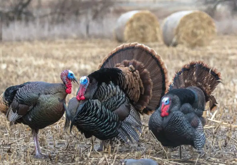 Wild Turkeys in Georgia