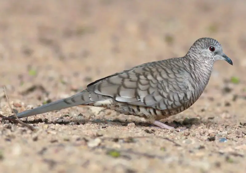 Doves in Arizona