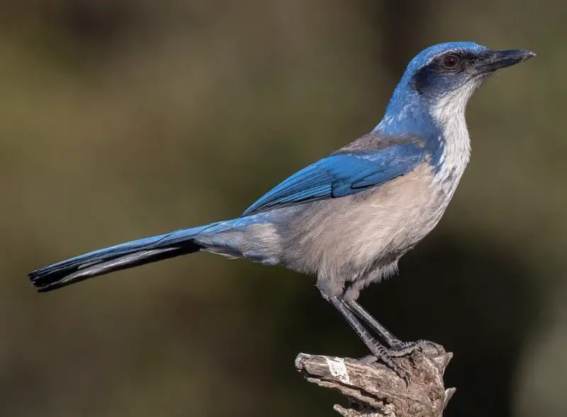 types of blue jays in california