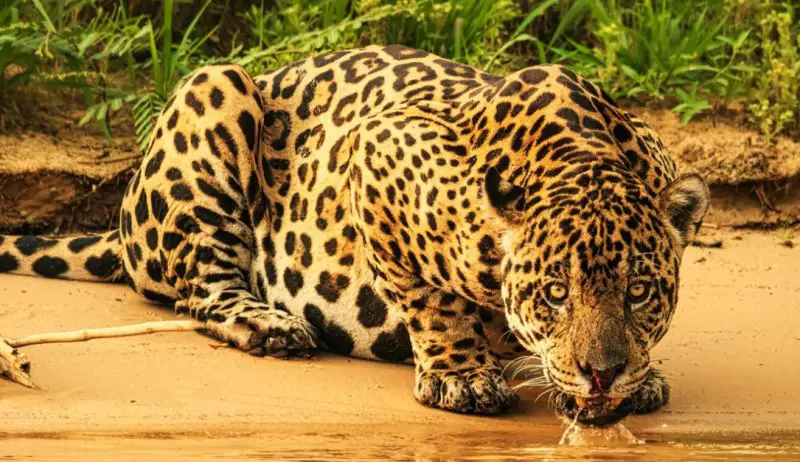 Jaguars in Arizona