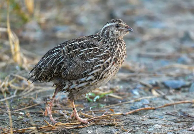 Quail in California