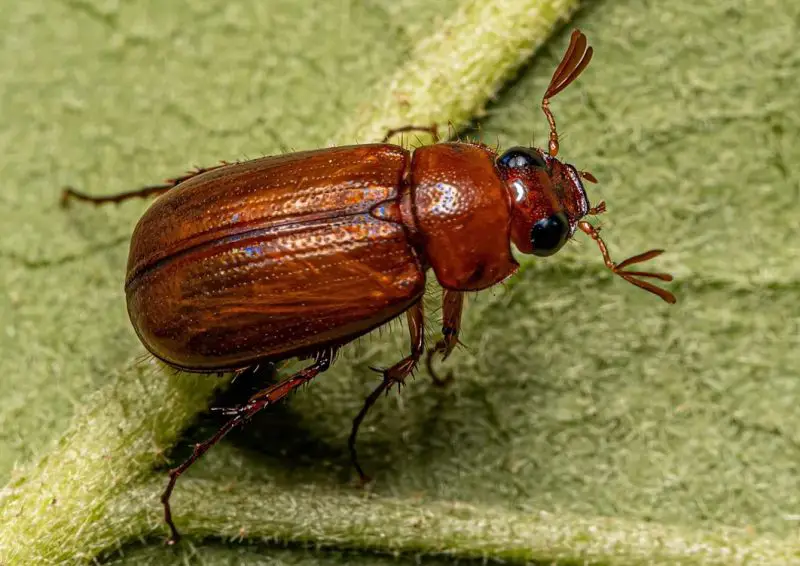 Beetles in Georgia
