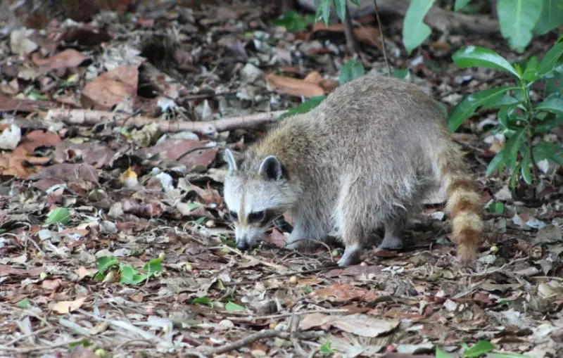 Raccoons in Florida
