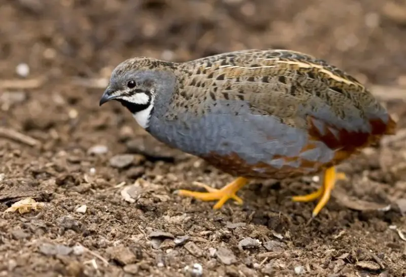 Quail in California