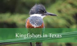 3 Types of Kingfishers in Texas (With Pictures and Identification)