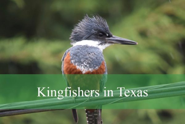 Kingfishers in Texas
