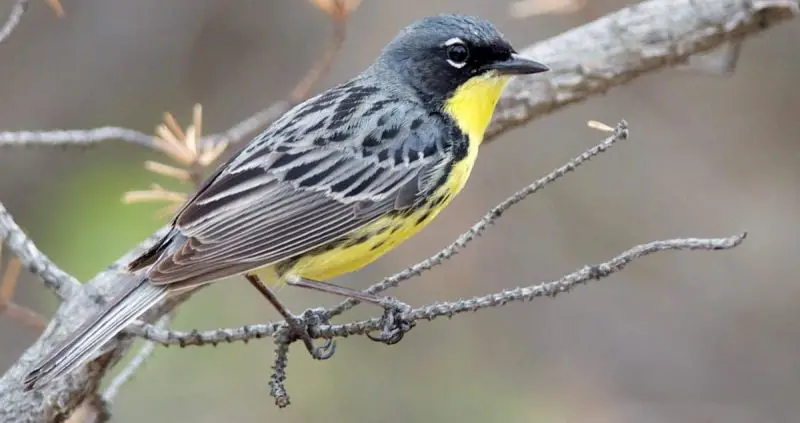 Warblers in Michigan