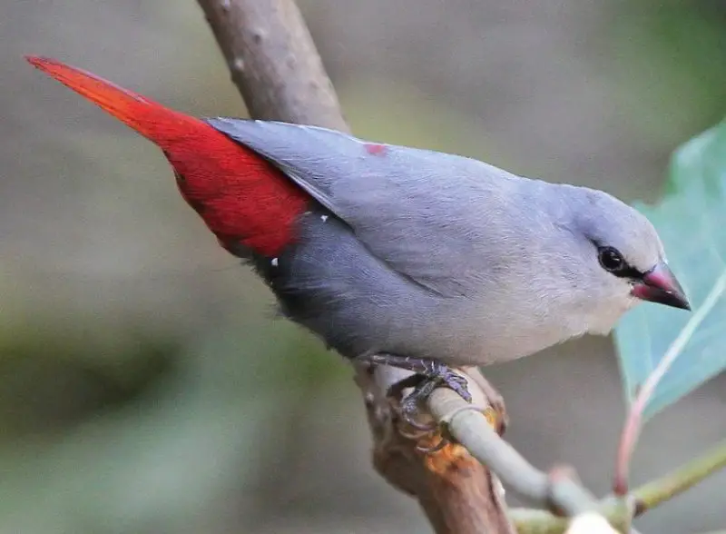 Common Birds in Hawaii