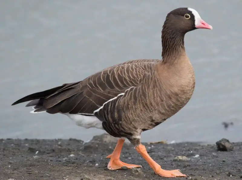 ducks in Minnesota