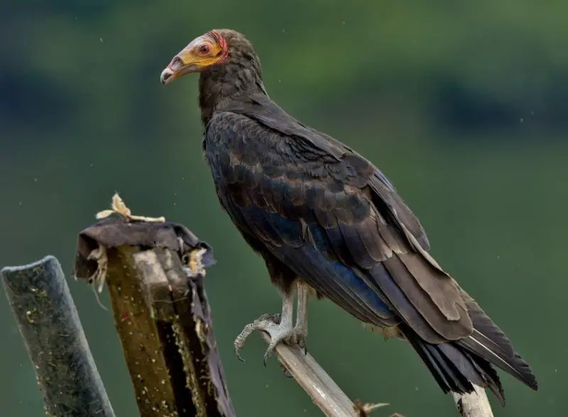 Vultures in Florida
