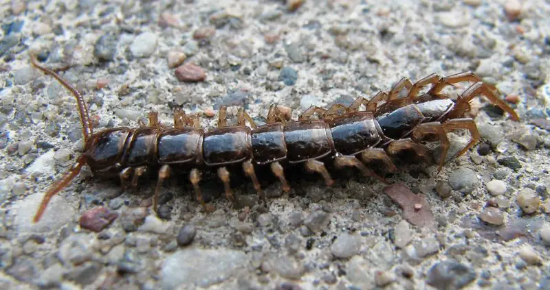 Centipedes in Hawaii