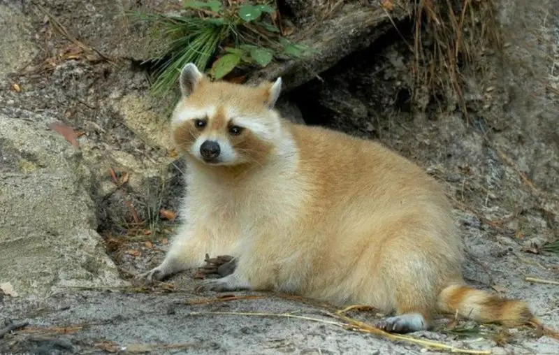 Raccoons in Ohio
