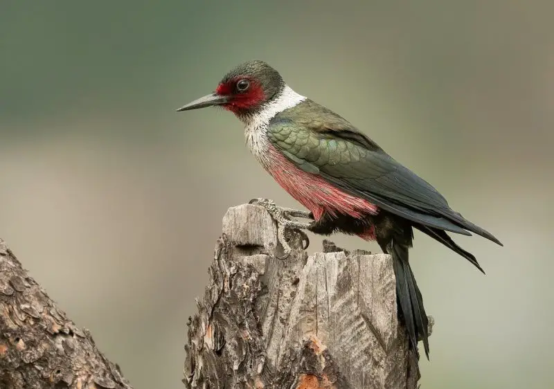 Woodpeckers in Illinois