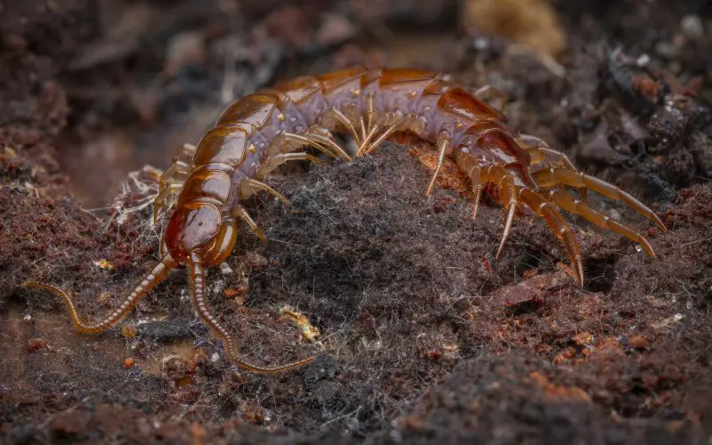 Centipedes in Texas