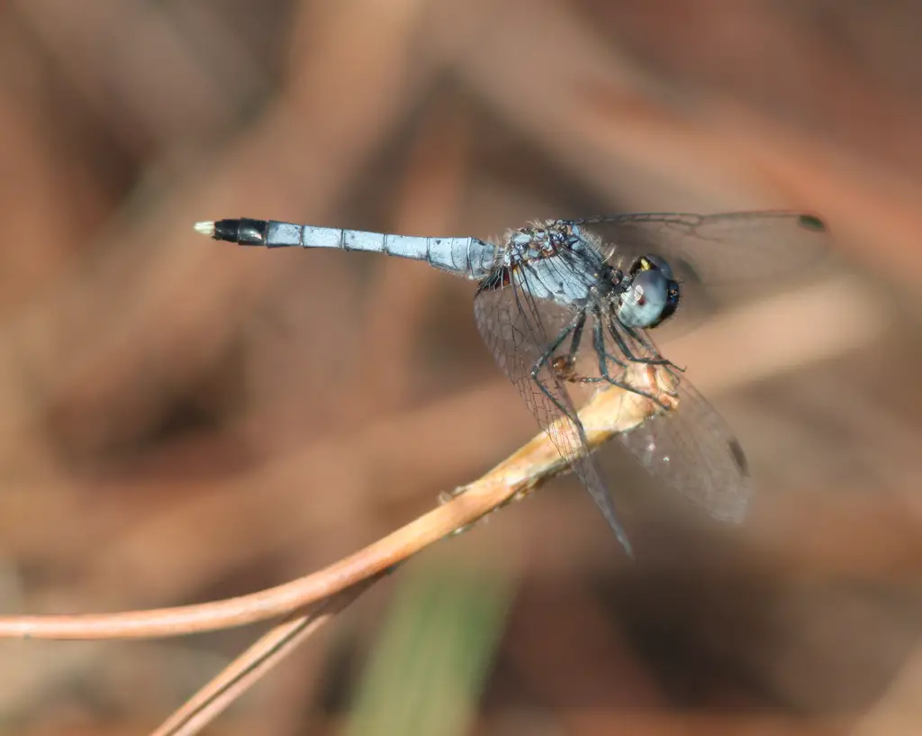 Dragonflies in Florida
