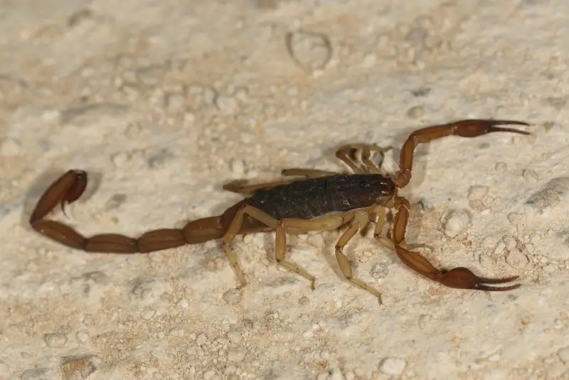 Scorpions in Alabama