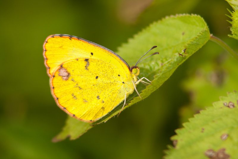 Butterflies in Georgia