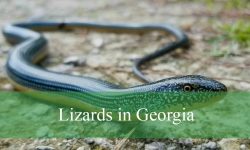 20 Lizards in Georgia (With Pictures and Identification)