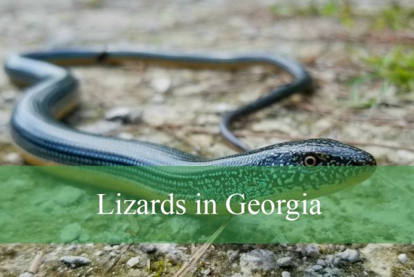 Lizards in Georgia