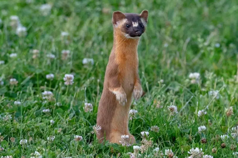 Weasels in Ohio