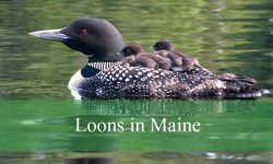 3 Types of Loons in Maine (With Pictures and Identification)