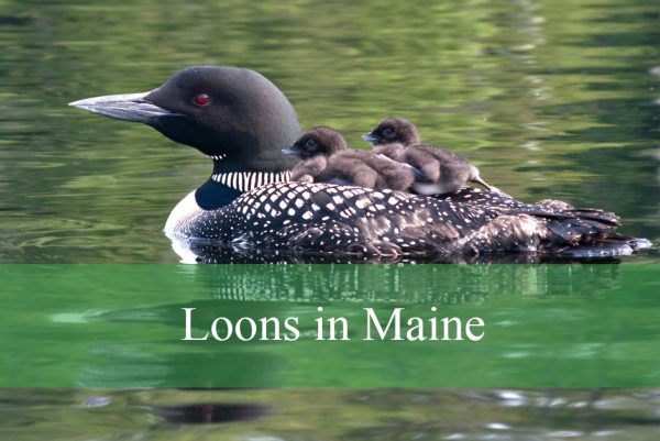 Loons in Maine
