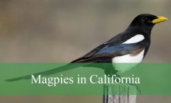 Magpies in California: Species, Behavior, and Best Places to Watch